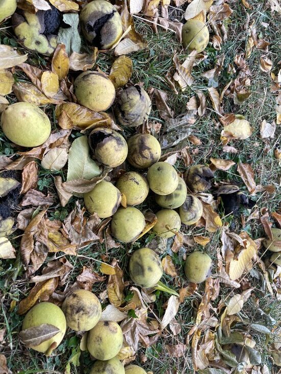 Black walnut (Juglans nigra)